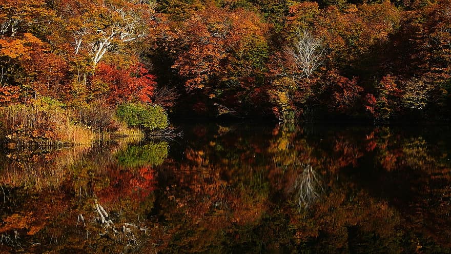 湖、木、秋、反射、水、森林、森の中、風景、風光明媚な