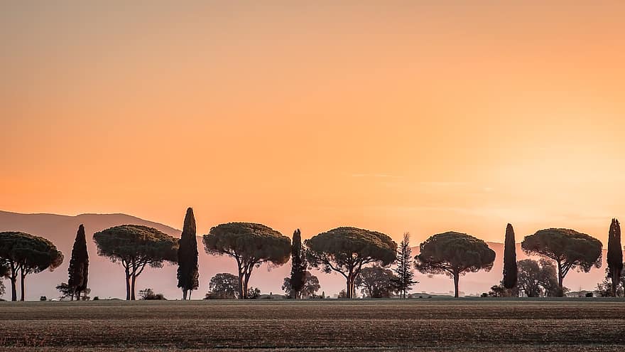 Toscana, Тоскана, борове, В ред, пейзаж, Италия, симетрия, оранжев, типичен, В Линеа, иглолистни дървета