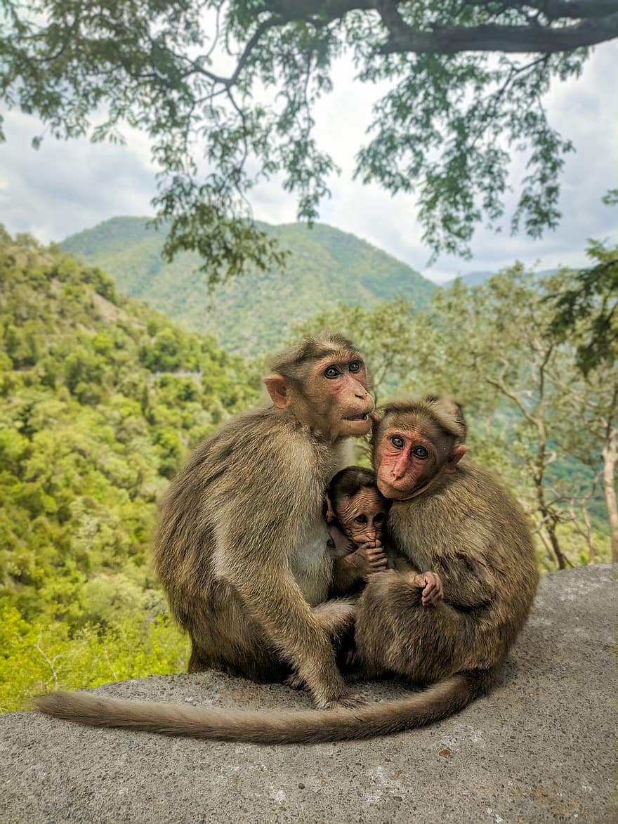 macacos, primatas, família, montanhas, arvores, floresta, fauna, segurança, seguro