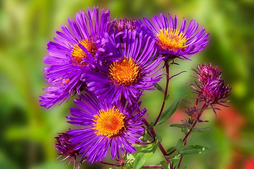 Asters, Flowers, Bloom, Blossom, Purple Flowers, Purple Asters, Purple Petals, Flora, Floriculture, Horticulture, Botany