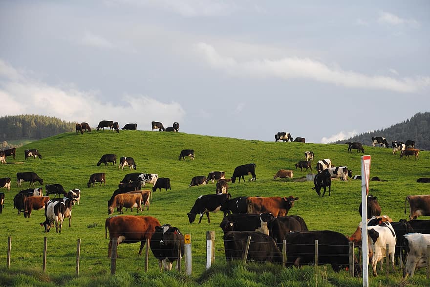 sapi, padang rumput, ternak, merumput, tanah pertanian, binatang, pedesaan