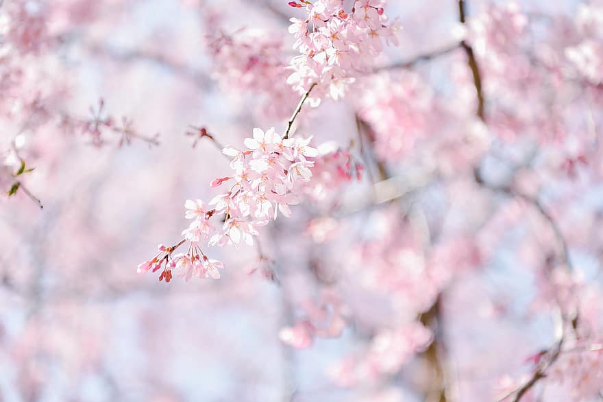 Japāna, augu, ziedi, ķiršu ziedi, pavasarī, zied, zieds, botānika, filiāle, rozā krāsa, koks