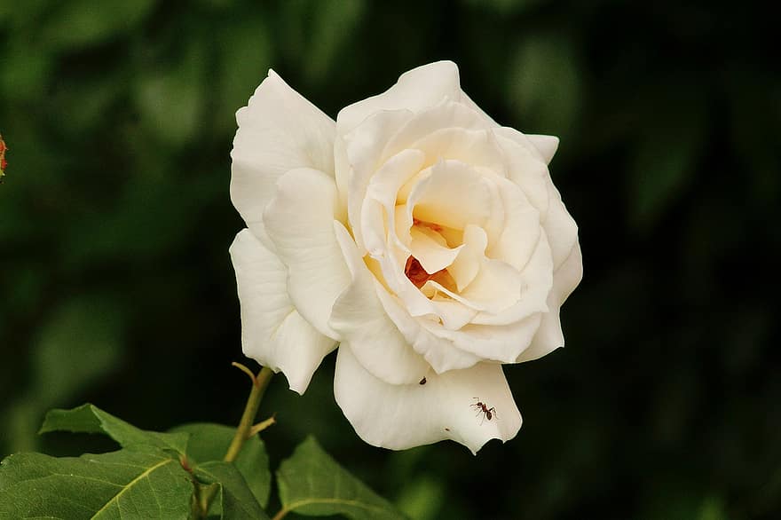 růže, bílá růže, bílá květina, zahrada, zblízka, květ, detail, okvětní lístek, rostlina, list, květu hlavy