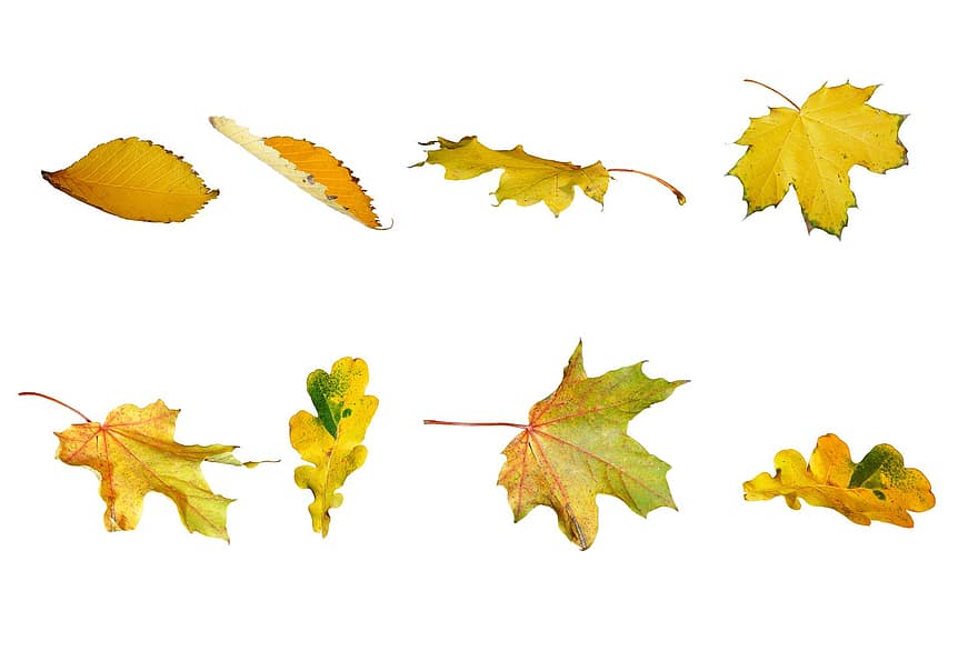 ősz, levelek, levél növényen, színes, őszi levelek, október, izolált