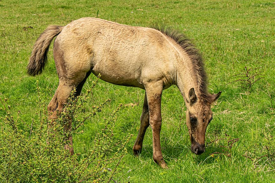 Animal, Horse, Mammal, Grass, Farm, Equine, Pasture, Species