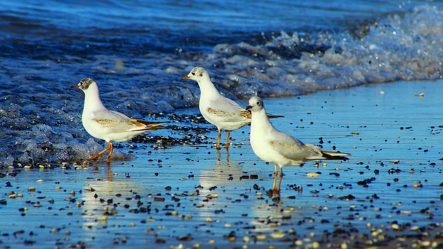 птици, чайките, пясък, плаж, черупки, морски, пера, природа
