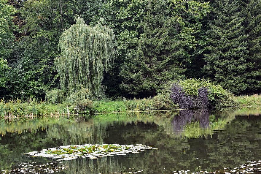 innsjø, dam, trær, blader, andunger, liljer, vann, skog, natur, sommer, refleksjon