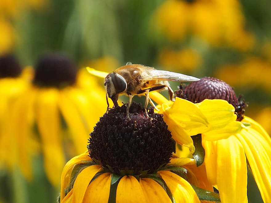 Bie, blomst, insekt, pollen, nektar, honning