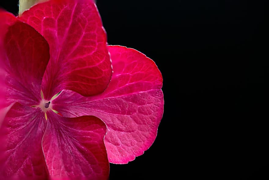гортензія, рожева квітка, макрос, флора