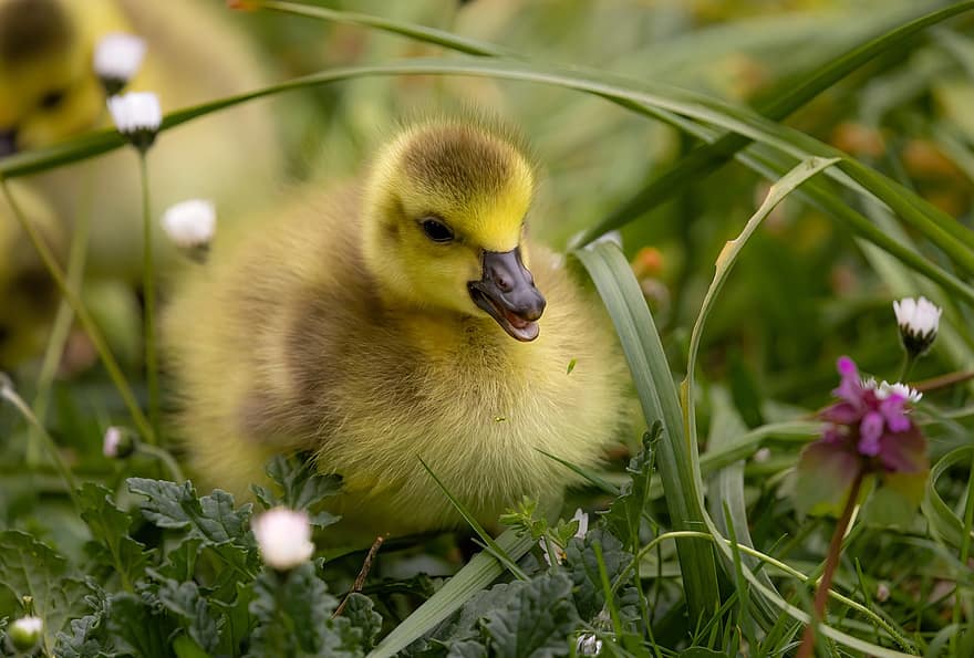 Bird, Goose, Gosling, Baby, Hatchling, Meadow, Daisy, Animal, Ornithology, Wildlife, Wild Bird
