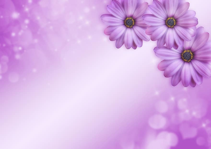 las flores, bokeh, brillar, púrpura, rosado, corazón, primavera, copia espacio, vacío, cumpleaños, ocasión