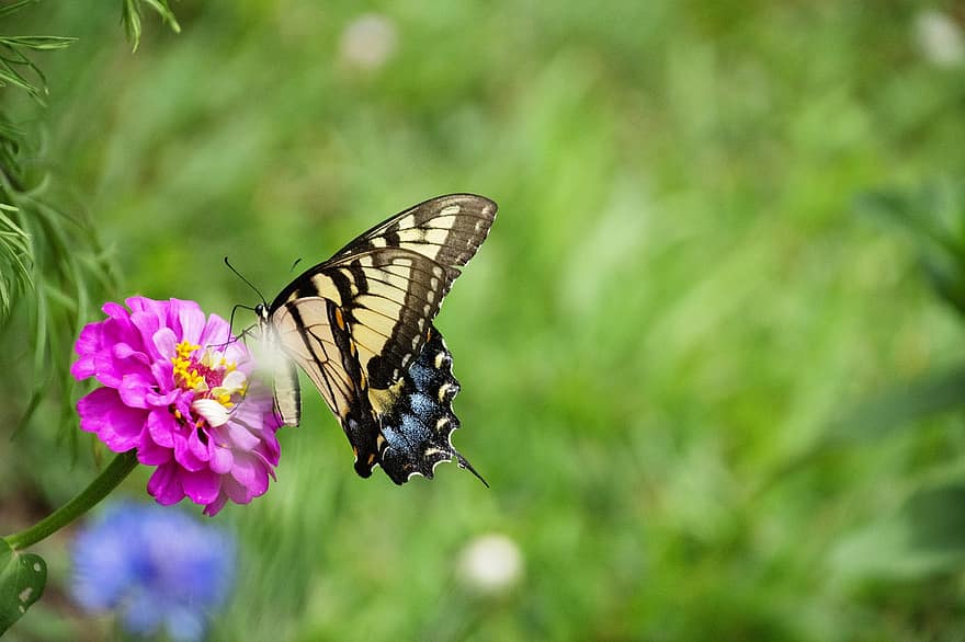 rabo de andorinha tigre oriental, borboleta, flor, zínia, borboleta rabo de andorinha, inseto, asas, plantar, fechar-se, multi colorido, verão