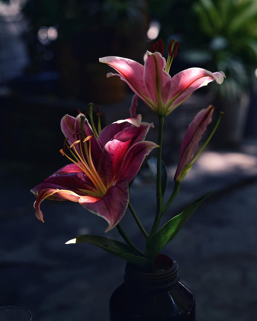 Lily, Flowers, Vase, Light, Sunlight, Bloom, Blossom, Petals, Decorative, Bokeh, Closeup