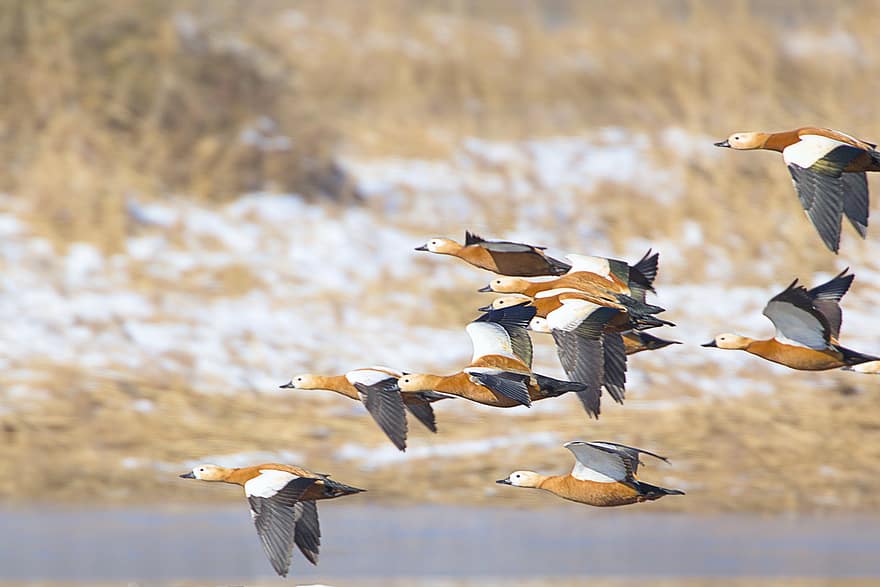 Rust Geese, Geese, Flight, Flock, Flying Birds, Migratory Birds, Water Birds, Wings, Feathers, Plumage, Aves