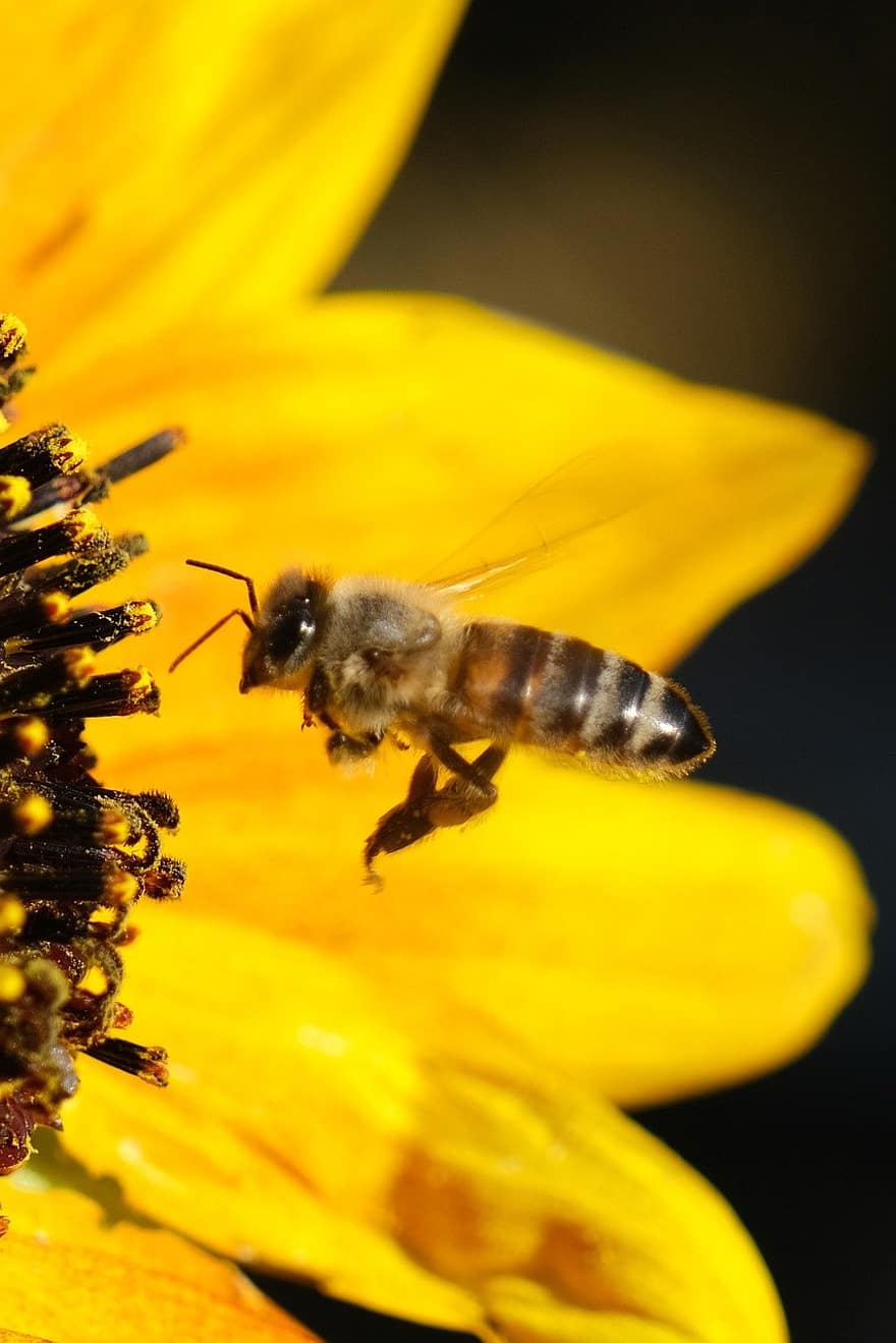 бджола, комаха, запилюють, жовтий, природи, макрос, впритул, квітка, тварина, запилення, пилок