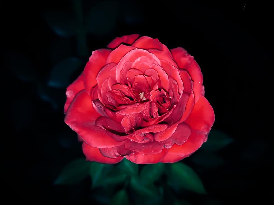 roos, rode roos, rode bloem, bloem, tuin-, natuur, bloemblad, detailopname, fabriek, bloemhoofd, blad