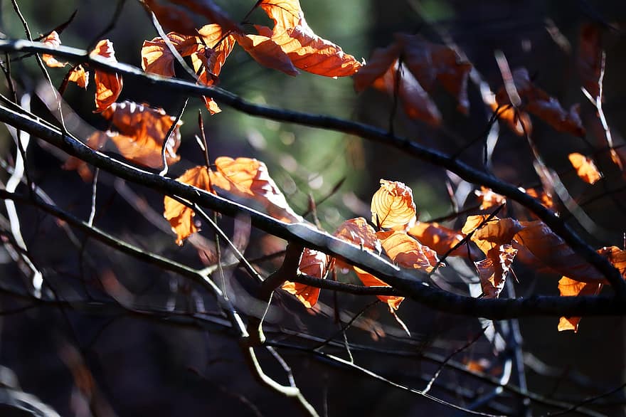 листя, природи, осінь, падіння, сезон, на відкритому повітрі, гілки, лист, дерево, жовтий, відділення