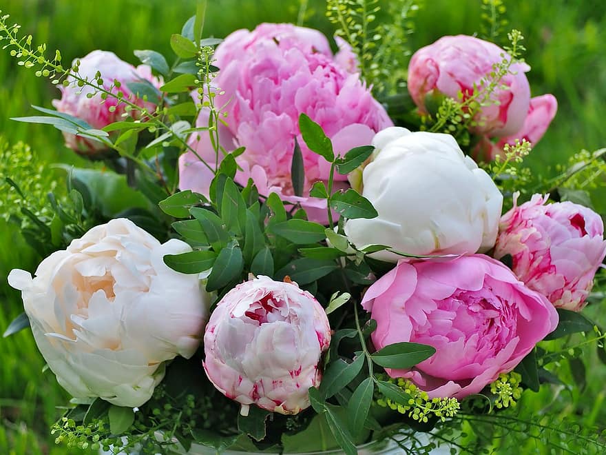 blomst, peoner, rosa, hvit, botanikk, blomstre, petals, natur, flora, nærbilde, en haug med blomster