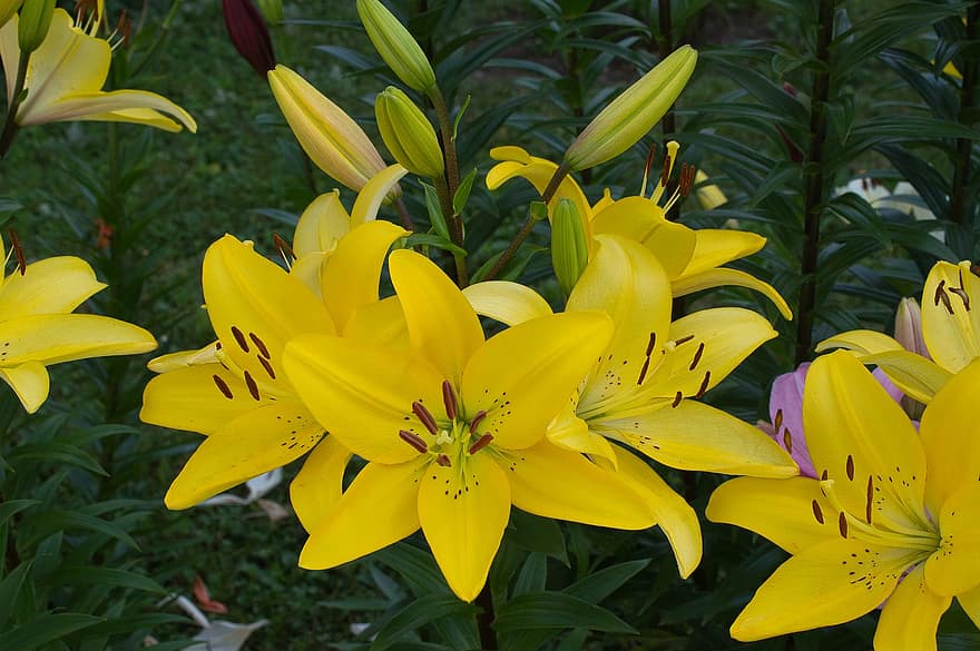 лілії, квіти, жовті квіти, пелюстки, жовті пелюстки, цвітіння, флора, рослини, сад