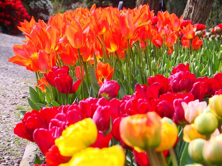 las flores, tulipanes, floración, flor, botánica, Pomerania Occidental, Jaroslaw Banaś, Dobrzyca