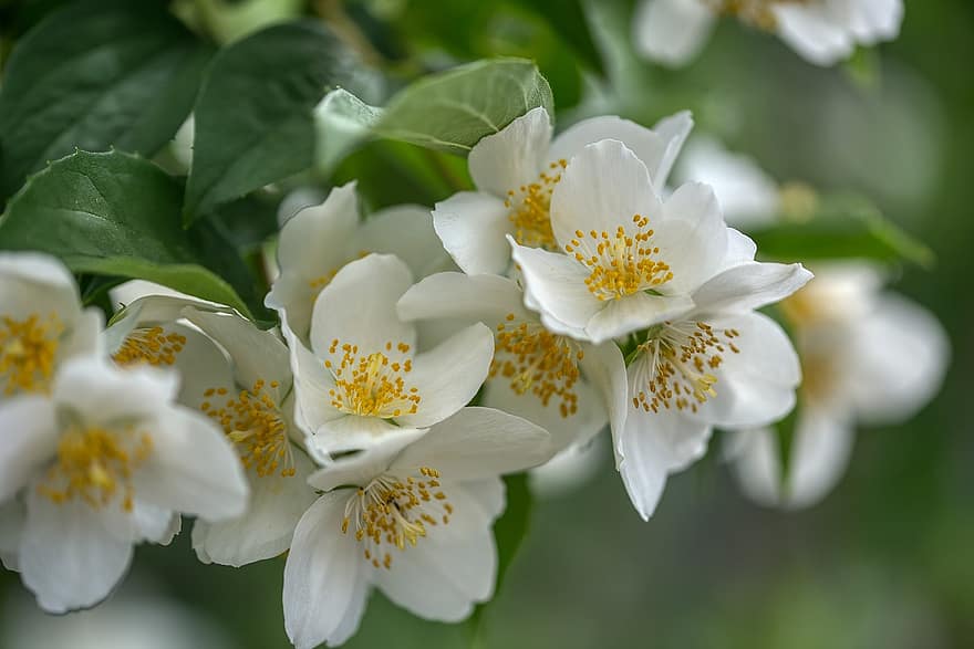 philadelphus vainikėlis, švilpuko krūmas, gėlės, balta, bauer jasmin, hydrangeaceae, dekoratyvinis krūmas