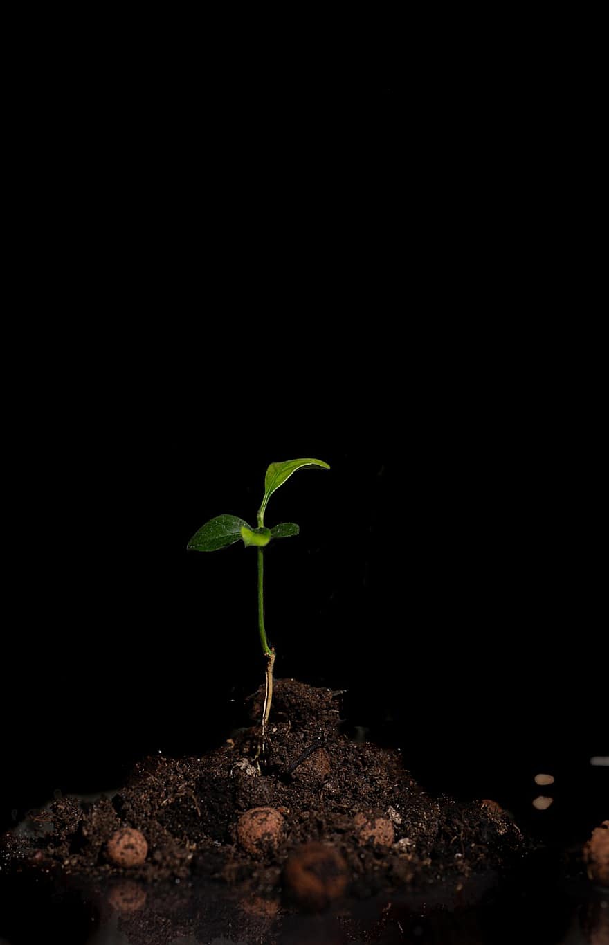 Lemon Tree, Sprout, Growth