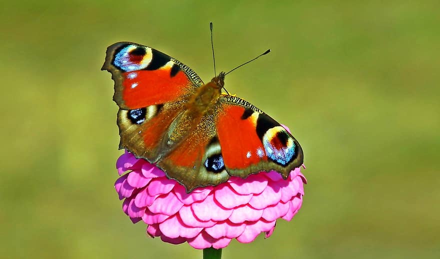 sommerfugl, blomst, bestøve, bestøvning, insekt, winged insekt, sommerfugl vinger, flor, blomstre, flora, fauna