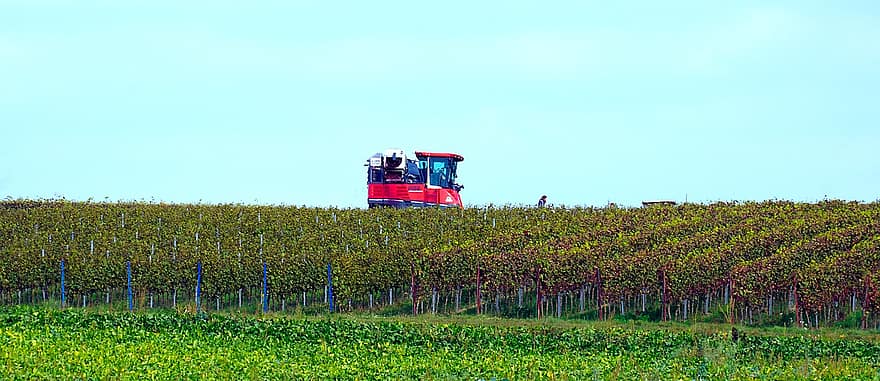 Weinberg, Traktor, Feld, Weinreben, Pflanzen, Weinbau, Weinanbau, Plantage, Bauernhof, ländlich, Landschaft