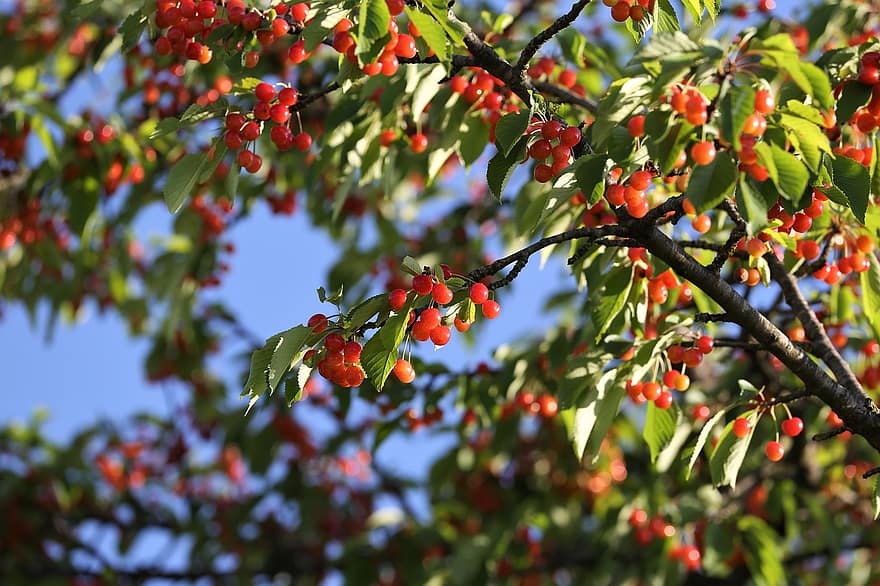 cireșe roșii, ramură, copac, fruct, roșu, natură, organic, frunze, plantă, a închide, sezon