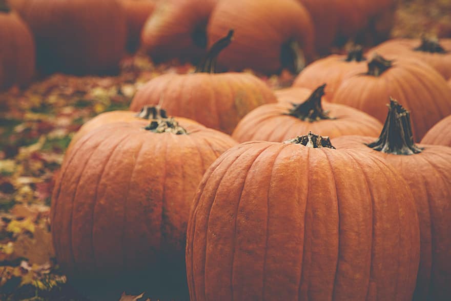 fall, pumpkins, background, autumn, agriculture, food, squash, garden, orange, patch, october