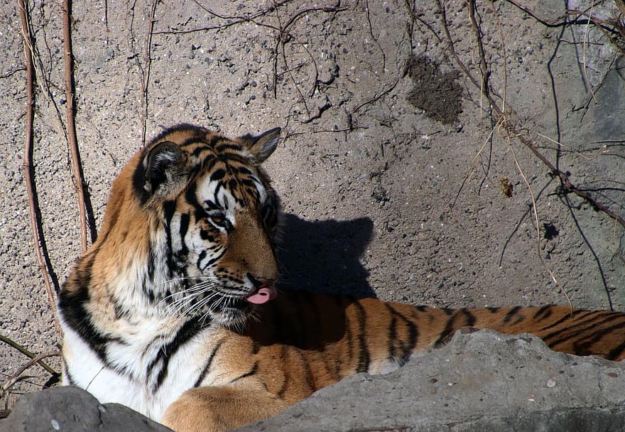 Tiger, Animal, Zoo, Large Cat, Stripes, Feline, Mammal, Nature, Wildlife, Wildlife Photography, Fauna