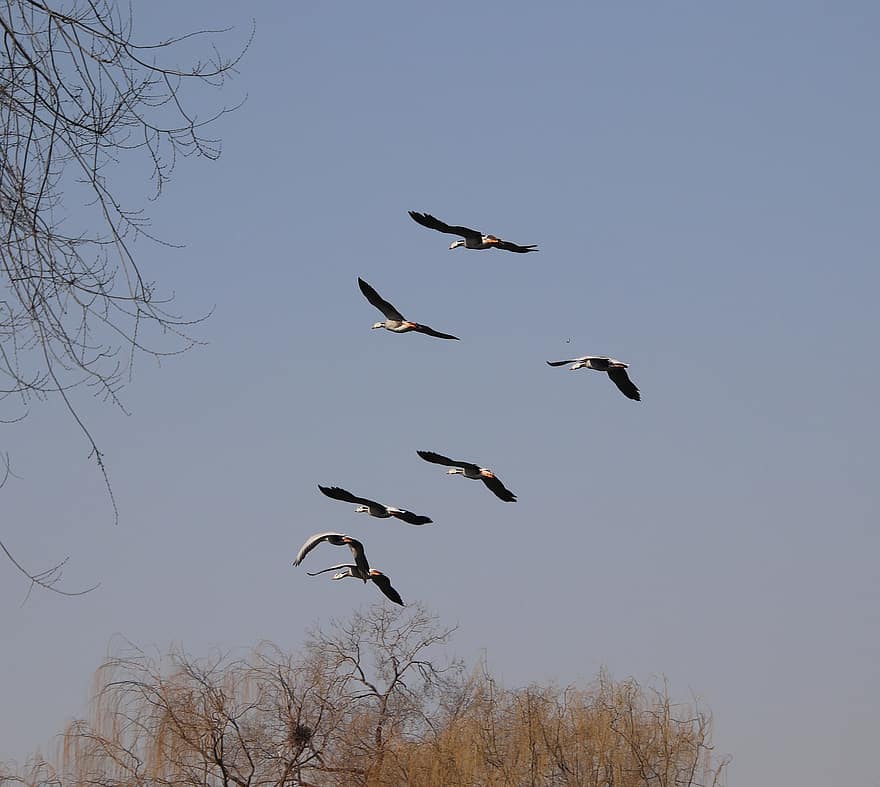 Birds, Bar-headed Geese, Ornithology, Flying, Species, Animal, Flight, Geese, Water Birds, Waterfowls, Wings
