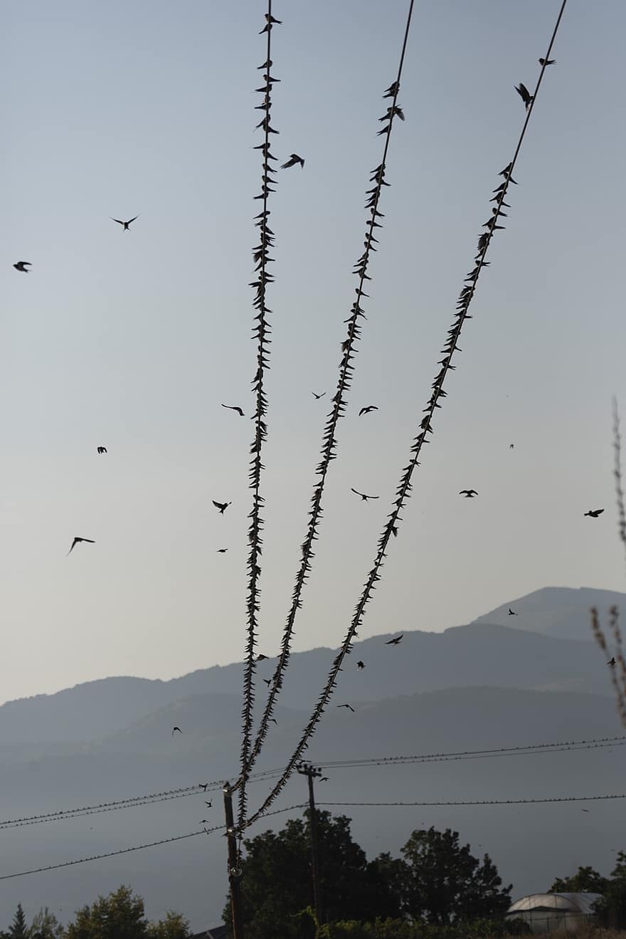 rândunele tipice, păsări, linii de înaltă tensiune, natură, peisaj, Grecia