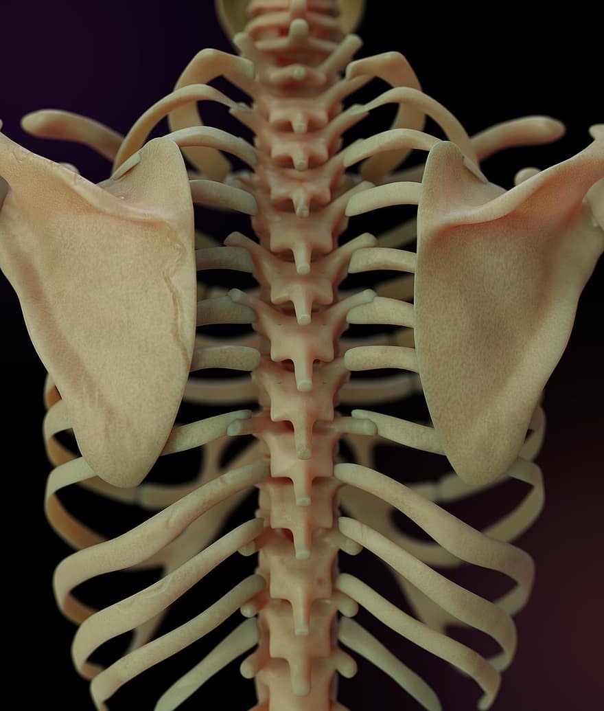 scheletro, cranio, ossatura, anatomia, osso umano, Spina dorsale, umano, 3d, rendere