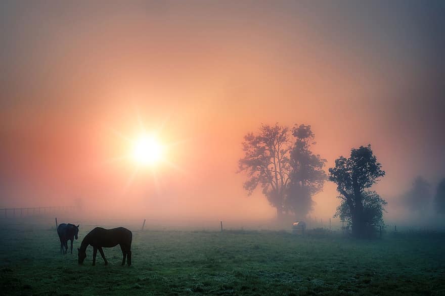 paddock, heste, tåge, morgen tåge, gård, ranch, hegn, afgrænsning, græsning, græssende dyr, heste-