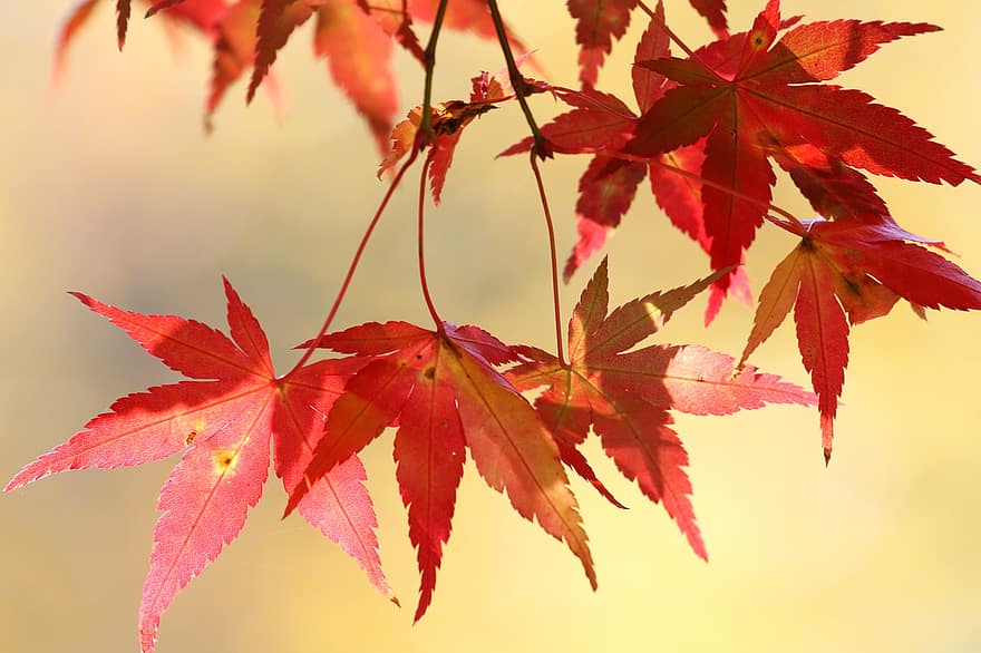 القيقب الياباني ، اوراق اشجار ، الخريف ، أوراق الشجر ، خشب القيقب ، أوراق البرتقال ، فرع شجرة ، خريف ، طبيعة ، قريب ، سقوط اللون