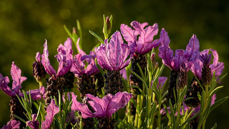 lavandas, franču lavandas, purpura ziedi, ziedi, augu, raksturs, dārzs, botānika, zieds, violets, tuvplāns