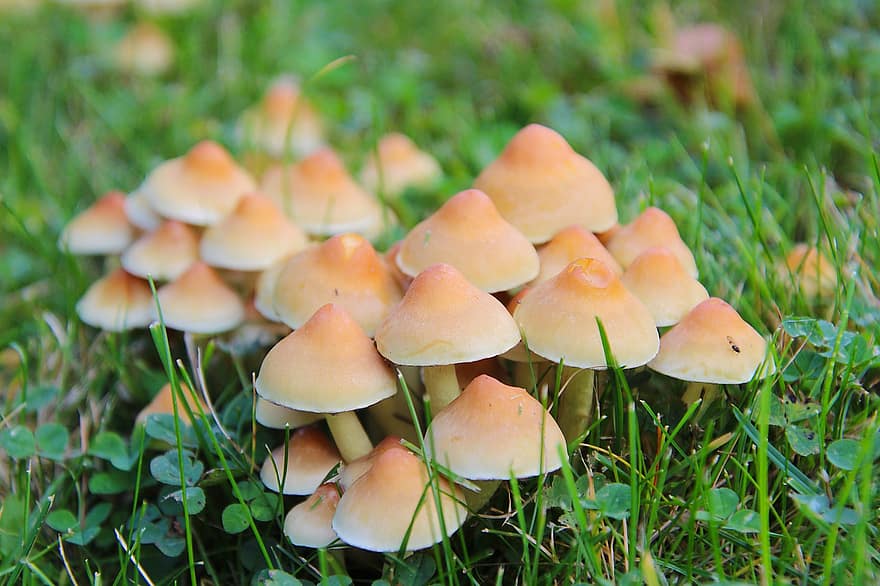 Mushrooms, Meadow, Fall, Poisonous