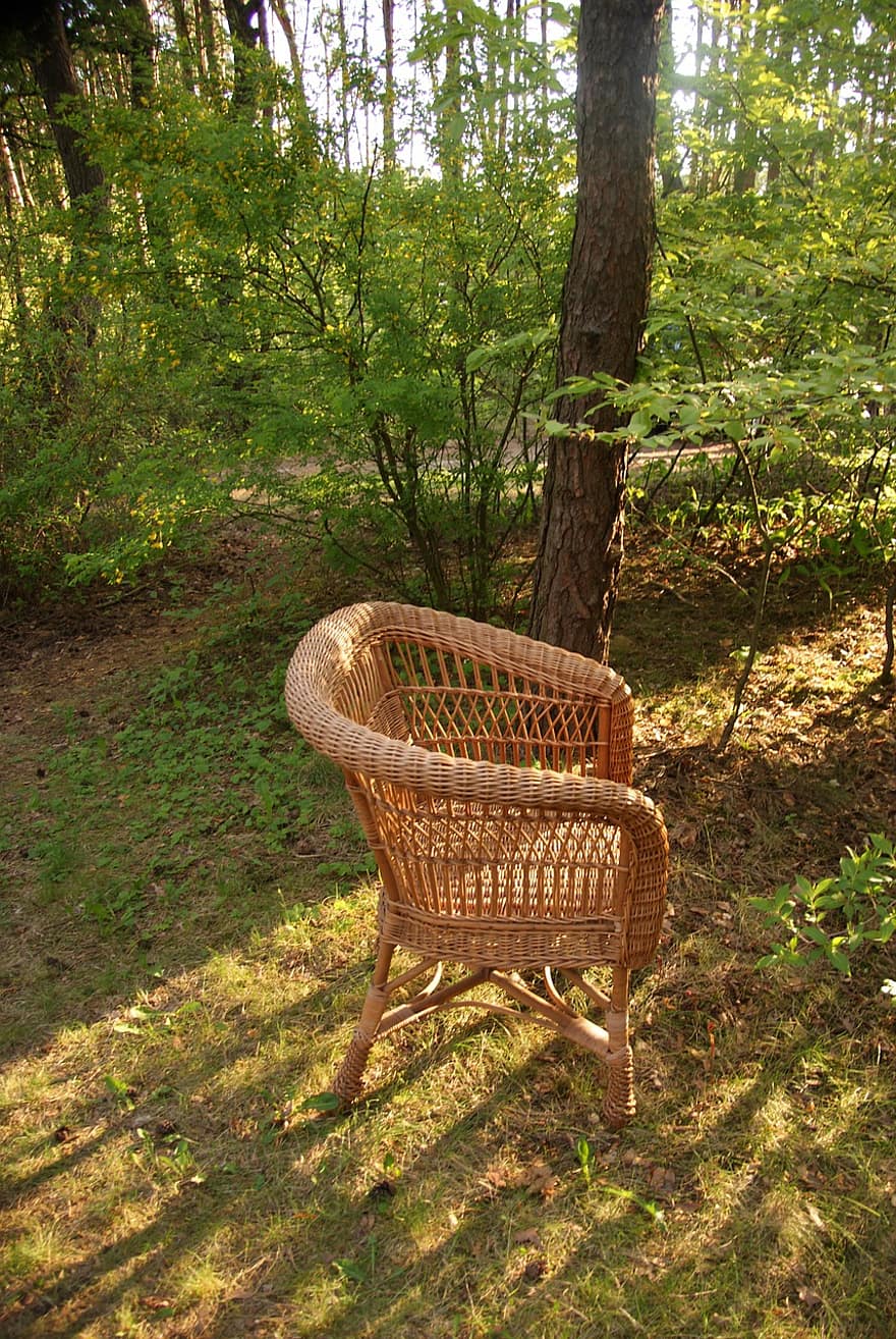 naturalesa, seient, arbre, relaxa't, seure, bosc, a l'aire lliure