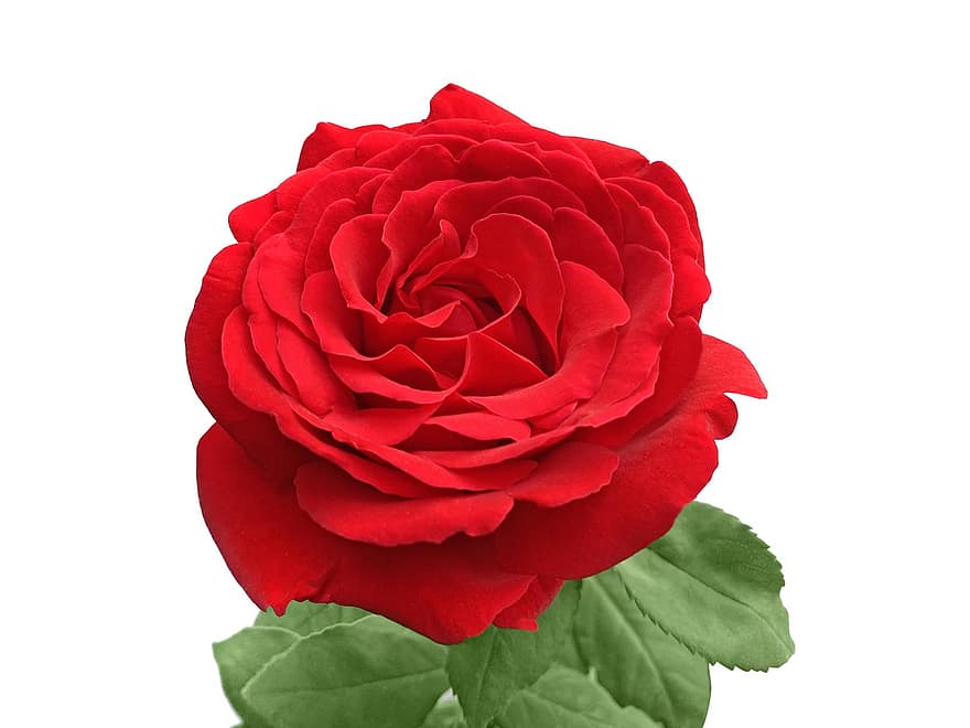 Rose, Blume, rote Rose, Rosenblüte, Blütenblätter, Rosenblätter, blühen, Flora, Natur, Blütenblatt, Nahansicht