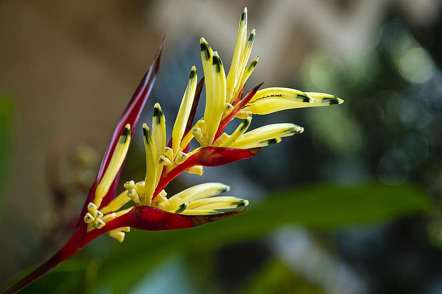 Heliconia, Flowers, Plant, Parrot Heliconia, Wild Flowers, Bloom, Flora, Beautiful, Beauty, Garden, Nature