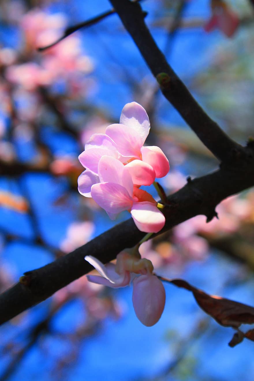 Kirschblüte, Blumen, Frühling, pinke Blumen, Sakura, blühen, Ast, Baum, Natur, Blatt, Nahansicht