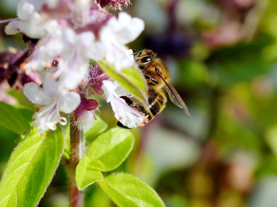 пчела, медна пчела, опрашване, едър план, насекомо, цвете, лято, растение, макро, пролетно време, зелен цвят