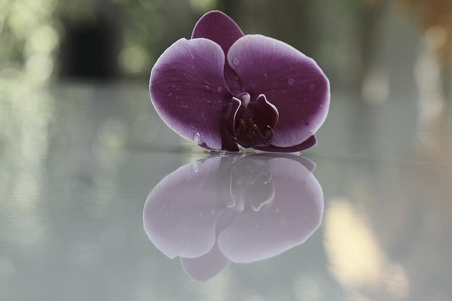 орхидея, размисъл, роса, лилава орхидея, капки роса, цвете, лилави цветя, листенца, лилави венчелистчета, цвете орхидея, огледало