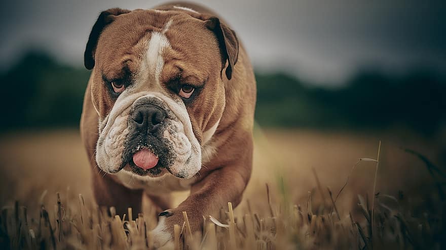 bulldog, hund, portræt, engelsk, pattedyr, yndig