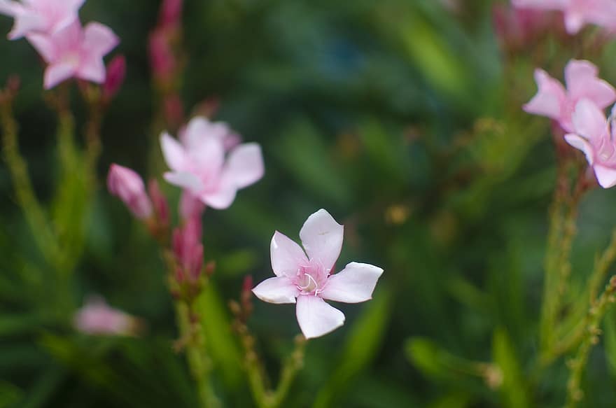 올리안더스, 꽃들, 작은 꽃, 핑크 꽃, 꽃잎, 분홍색 꽃잎, 꽃, 플로라, 자연