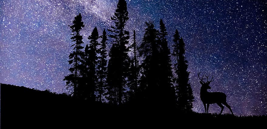 nuit, la nature, forêt, galaxie, cosmos, espace, étoiles, animal, cerf, sauvage