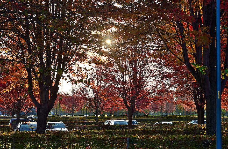 ساحة لانتظار السيارات ، الأشجار ، الخريف ، أوراق الشجر ، مساء