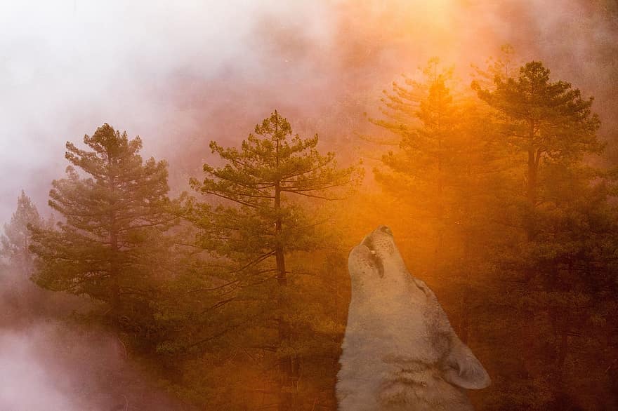 mystiikka, metsä, susi, ulvonta, sumu, mystinen, auringonsäde, syksy, syksyn tunnelma, Laulaa Du Lupe