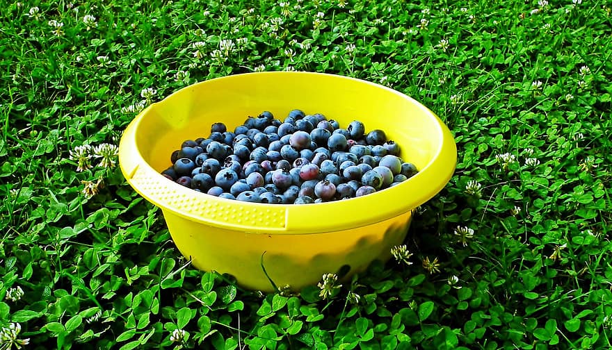 blauwe bosbes, fruit, vitaminen, tuin-, zomer, natuur, groene kleur, versheid, voedsel, blad, druif
